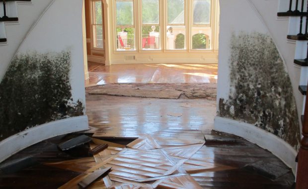 Residential mold